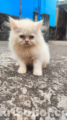 Persian cat